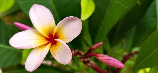 Close-up of frangipani flower
