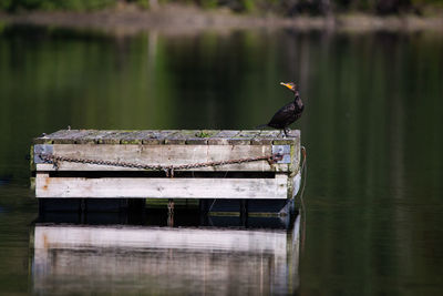 Bird perching on a lake