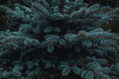 Close-up of pine tree