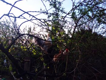 Low angle view of bird on tree against sky