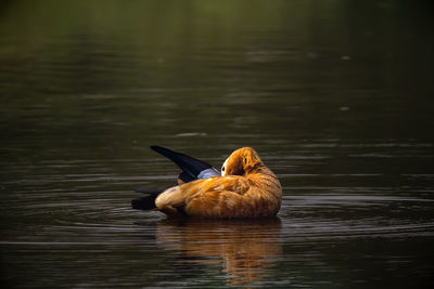 Duck swimming in lake