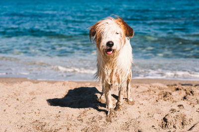 Portrait of dog on beach