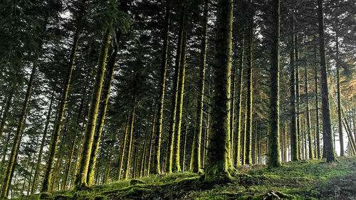 Low angle view of sapin trees in forest
