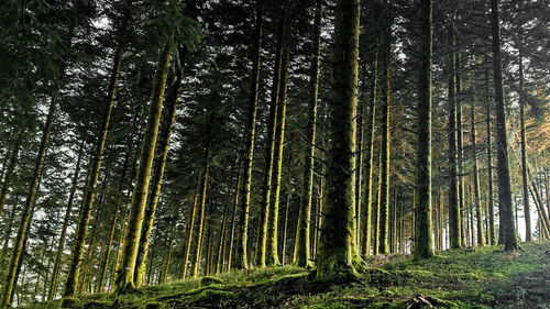 Low angle view of bamboo trees in forest