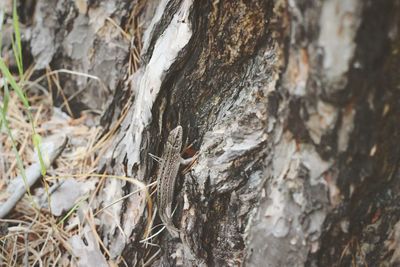 Close-up of dead tree trunk