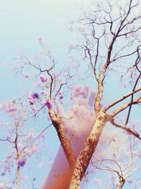 Low angle view of bare tree against sky