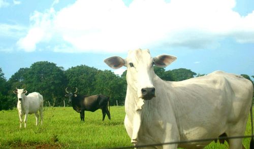 Cows standing in a field