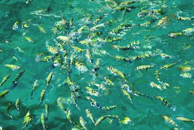 Close-up of fish swimming in water