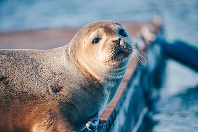 Close-up of a dog looking away