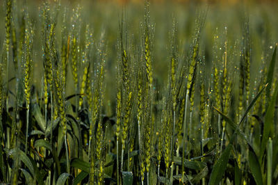 Close-up of fresh green crops in field