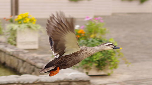 Close-up side view of a bird flying against blurred background