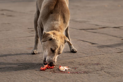 High angle view of dog eating food on footpath