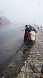 View of dog on street during winter