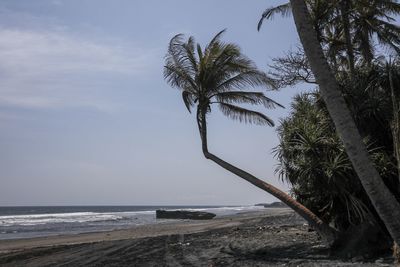 Palm trees on beach against sky