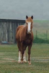 Horse standing in a field