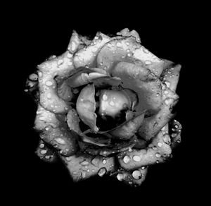 Close-up of rose against black background