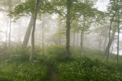 Trees in foggy forest with small path