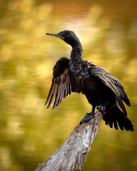 Close-up of bird perching on branch