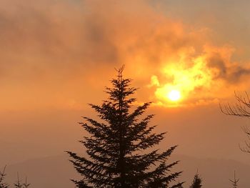 Low angle view of silhouette tree against sky during sunset