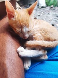 Close-up of cat sleeping