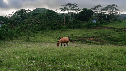 Horse grazing in field