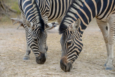 Close-up of zebra