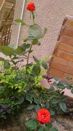 Close-up of plant growing outdoors