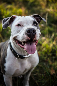 Close-up of dog looking away