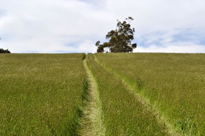 Scenic view of agricultural field against sky