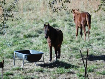 Horse on grass