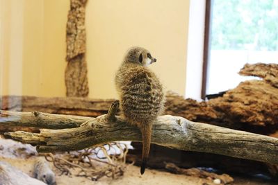 Close-up of meerkat