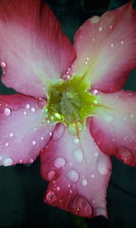 Close-up of wet flower blooming outdoors