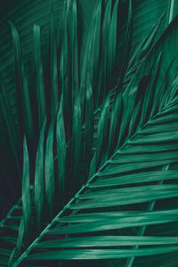 Full frame shot of palm leaves