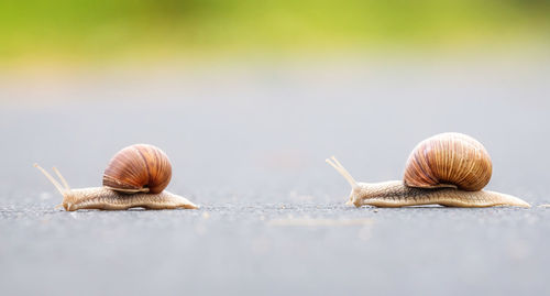 Close-up of snail