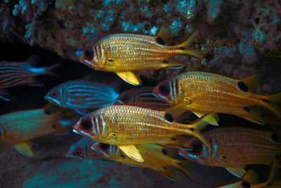 Fish swimming in sea