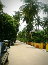 Palm trees against sky