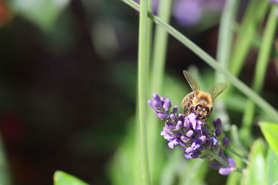 Close-up of bee pollinating on purple flower