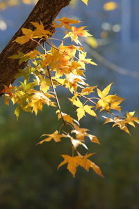 Close-up of yellow maple leaves against blurred background