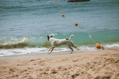 Dog playing with ball on beach