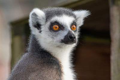 Head shot of a ring tailed lemur 