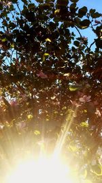 Low angle view of illuminated tree against sky