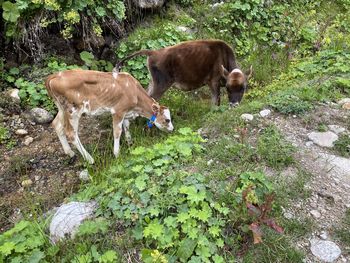 Cows standing in a field