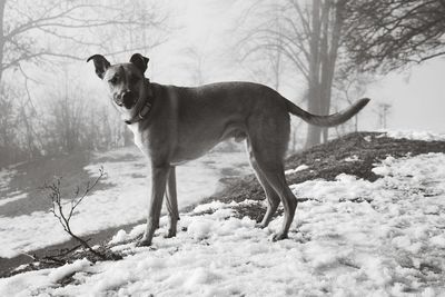 View of a dog on snow covered field