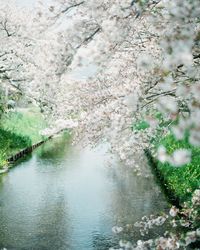 View of cherry blossom from tree