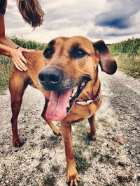 Dog standing on dirt road