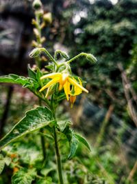 Close-up of yellow flowering plant