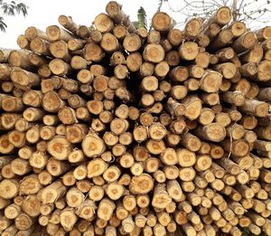 Full frame shot of logs in forest