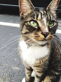 Close-up portrait of tabby sitting on street