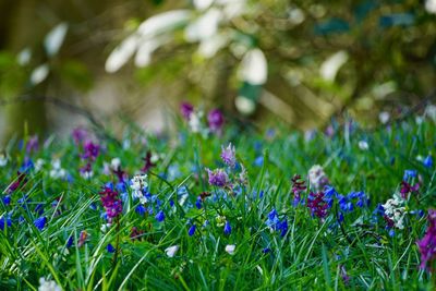 Close-up of purple crocus flowers on field