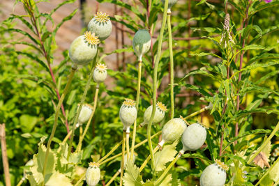 plant